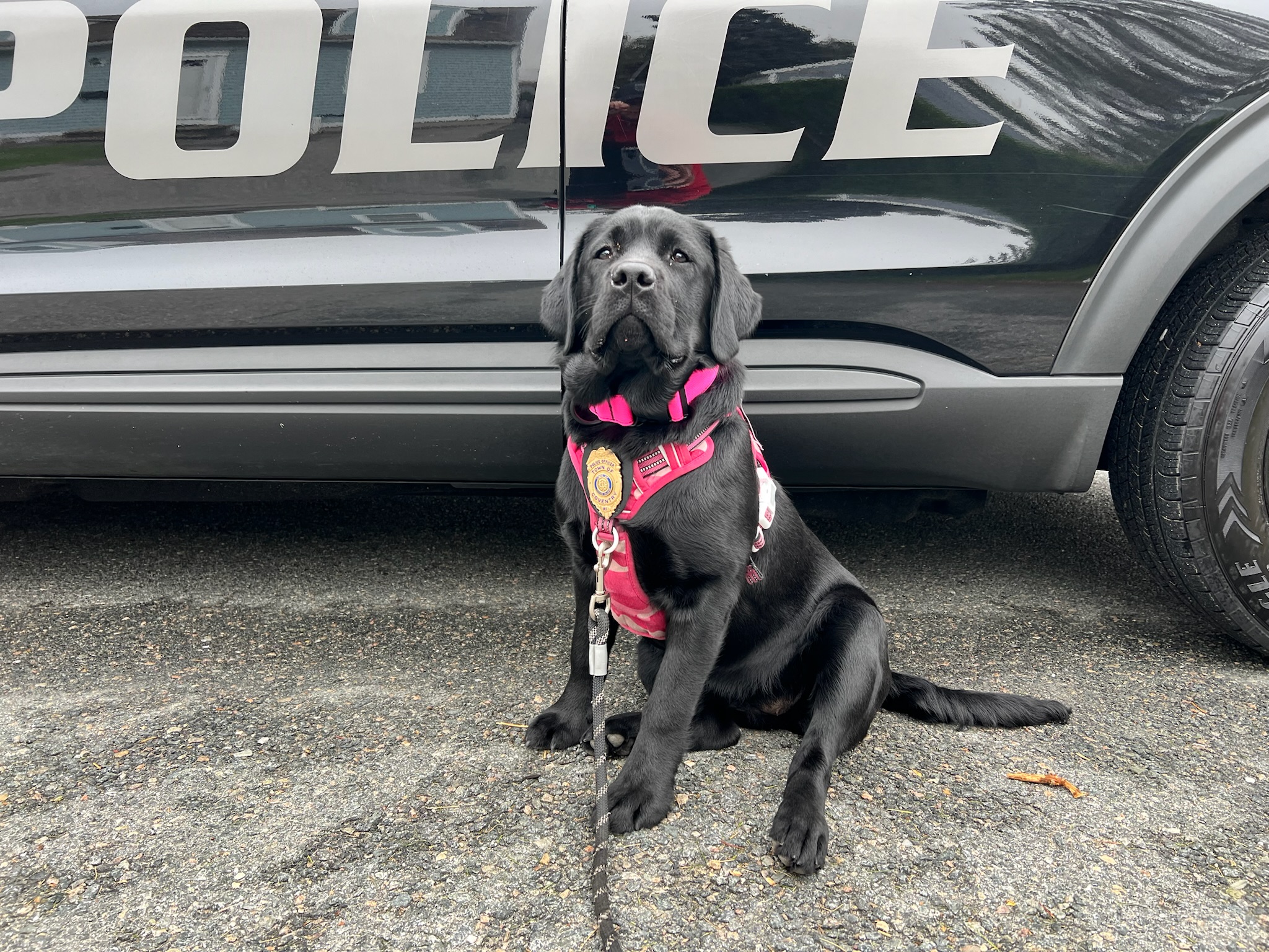 K9 Jovie 2024